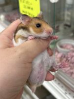超可愛い　ゴールデンハムスターノーマルバンデットベビー♂ 6月10日生まれの画像2