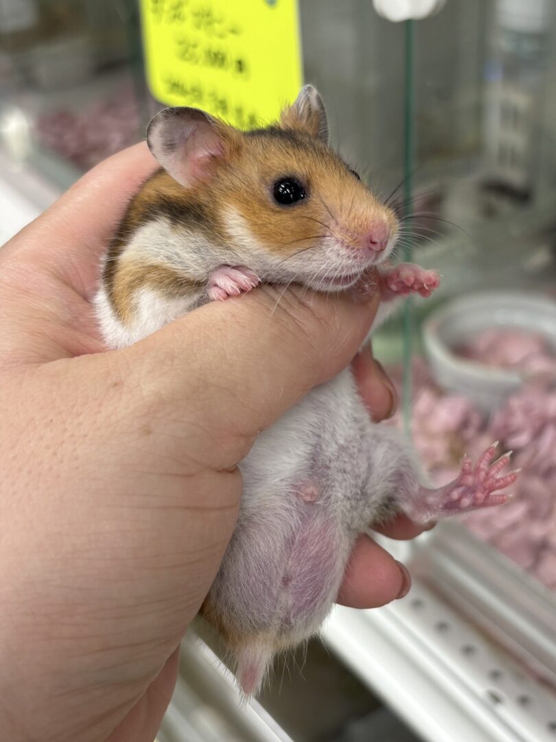 超可愛い ゴールデンハムスターノーマルバンデットベビー♂ 6月10日