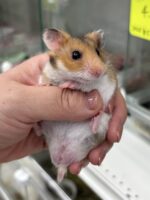 超可愛い　ゴールデンハムスターノーマルバンデットベビー♂ 6月10日生まれの画像3