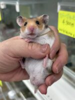 超可愛い　ゴールデンハムスターノーマルバンデットベビー♂ 6月10日生まれの画像4