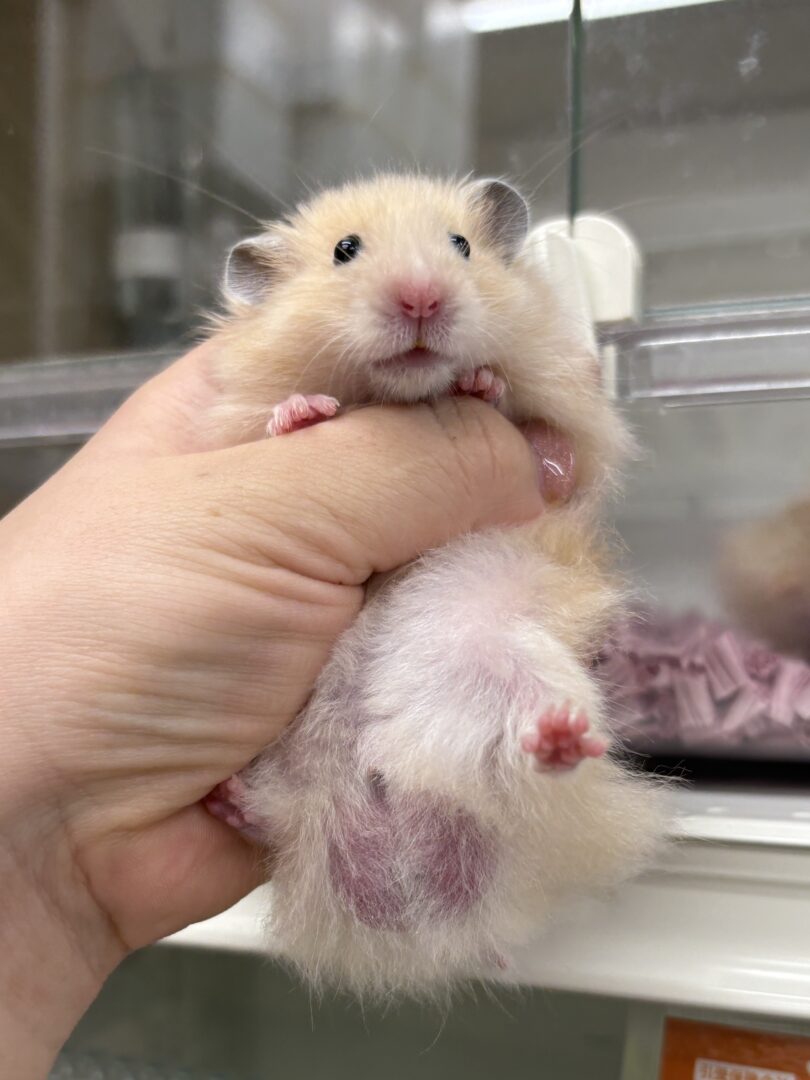 ゴールデンハムスターのメイン画像