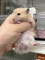 ゴールデンハムスターの画像1