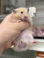 ゴールデンハムスターの画像2