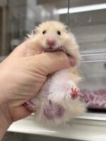 ゴールデンハムスターの画像3