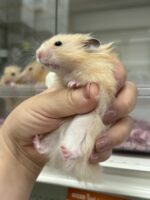 ゴールデンハムスターの画像4