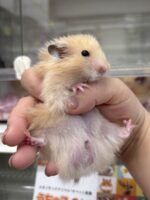 ゴールデンハムスターの画像5