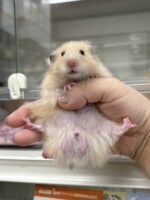 ゴールデンハムスターの画像6