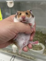 超可愛い　ゴールデンハムスターノーマルバンデットベビー♀ 6月10日生まれの画像1