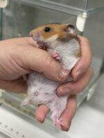 超可愛い　ゴールデンハムスターノーマルバンデットベビー♀ 6月10日生まれの画像2