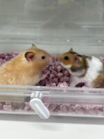 超可愛い　ゴールデンハムスターノーマルバンデットベビー♀ 6月10日生まれの画像4
