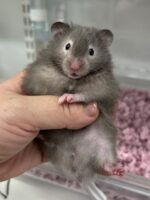ゴールデンハムスターのセーブルロング♂の画像1