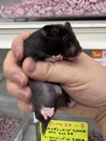 ゴールデンハムスターの画像1