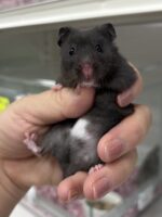 ゴールデンハムスターの画像2
