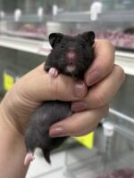 ゴールデンハムスターの画像3