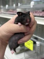ゴールデンハムスターの画像4