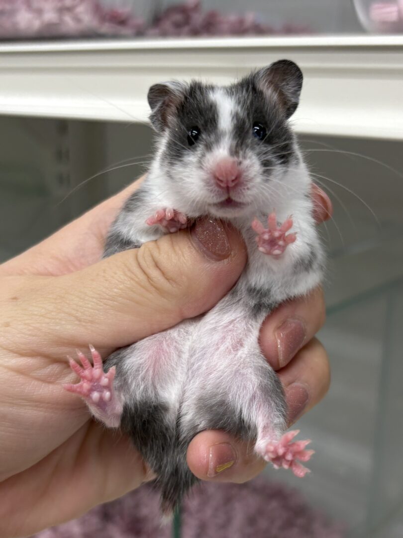 ゴールデンハムスターのメイン画像