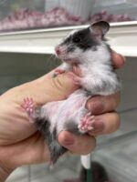 ゴールデンハムスターの画像1