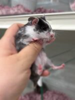 ゴールデンハムスターの画像3