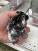 ゴールデンハムスターの画像4