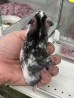 ゴールデンハムスターの画像5