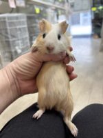 イングリッシュモルモットの画像1