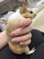 イングリッシュモルモットの画像2