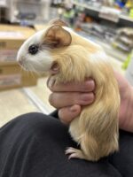 イングリッシュモルモットの画像3