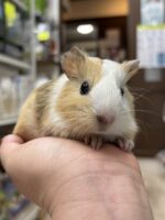 イングリッシュモルモットの画像4