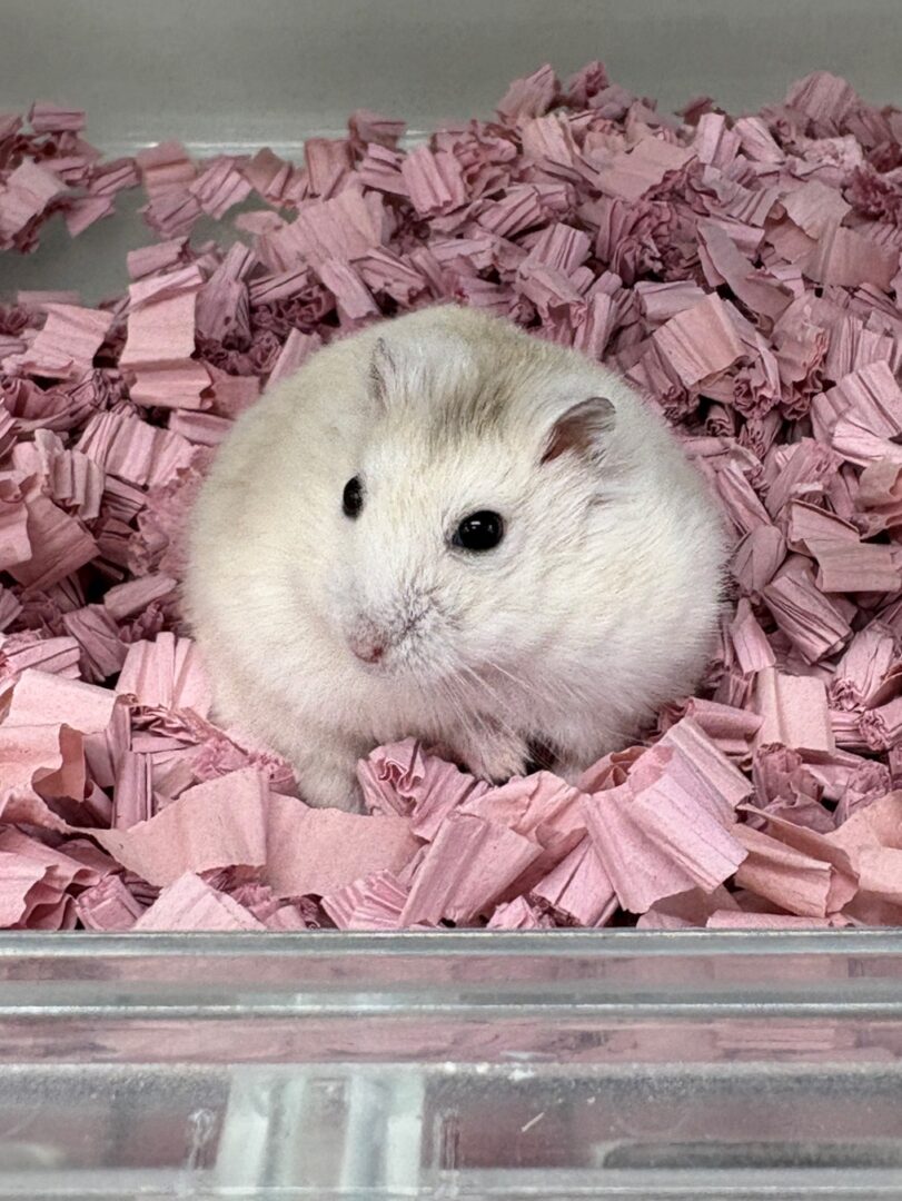 ジャンガリアンハムスター | ピュアアニマル