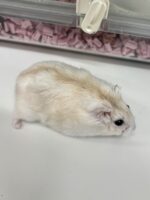 ジャンガリアンハムスターの画像3