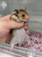 ゴールデンハムスターの画像1