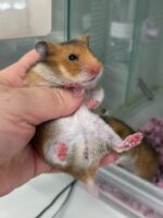 ゴールデンハムスターの画像1