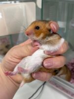 ゴールデンハムスターの画像2