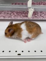 ゴールデンハムスターの画像3