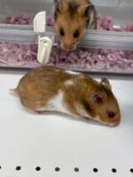 ゴールデンハムスターの画像4