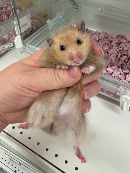 ゴールデンハムスターのメイン画像