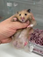 ゴールデンハムスターの画像1