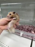 ゴールデンハムスターの画像2