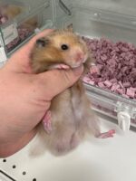 ゴールデンハムスターの画像3