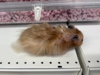 ゴールデンハムスターの画像5