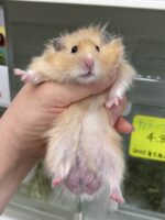 シリアンハムスターの画像1