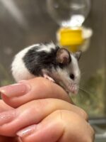 パンダマウス ベビーの画像2