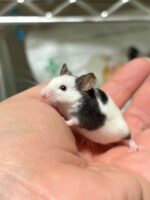 パンダマウス ベビーの画像3