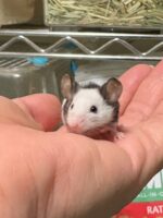 パンダマウス ベビーの画像4