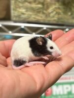 パンダマウス ベビーの画像5