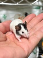 パンダマウス ベビーの画像6