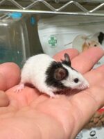 パンダマウス ベビーの画像8