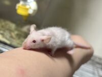 ハツカネズミの画像2