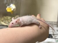ハツカネズミの画像1