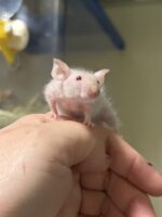 ハツカネズミの画像3